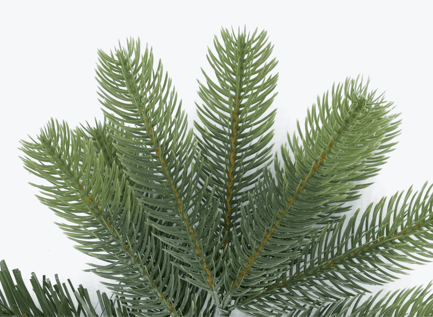 Spruce vs Fir: The Types of Christmas Trees – King of Christmas