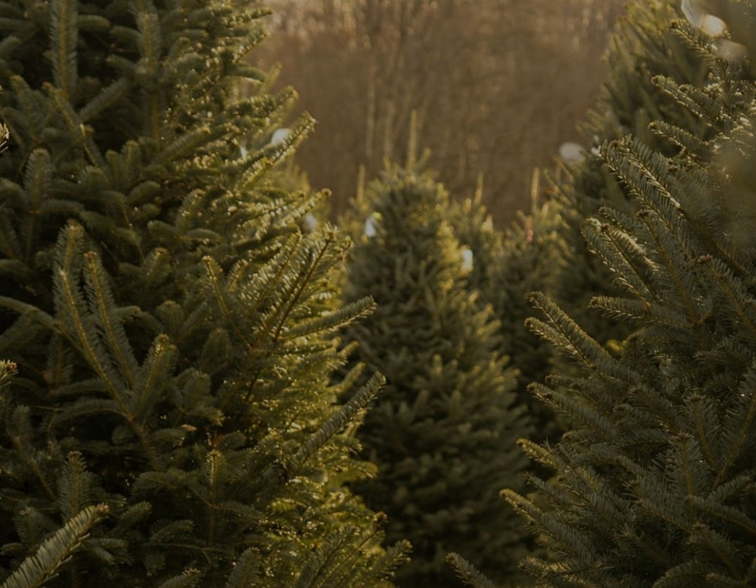 Block 1 tree