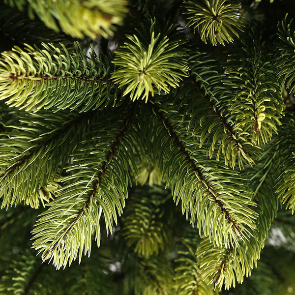Premium tree