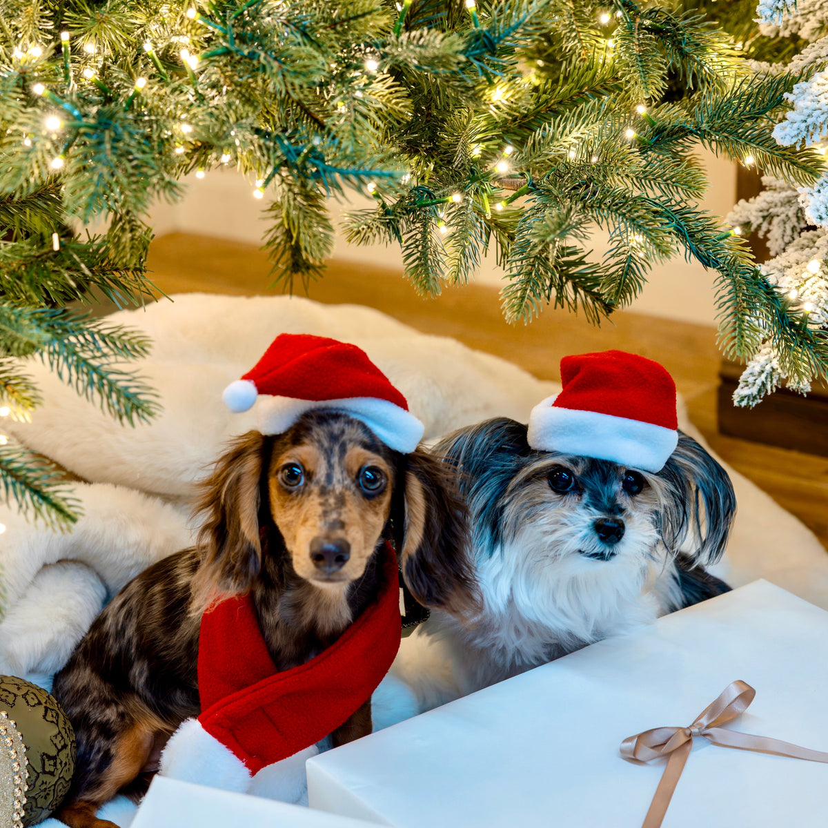 Two dachshunds in Santa hats and scarves under a decorated King of Christmas tree