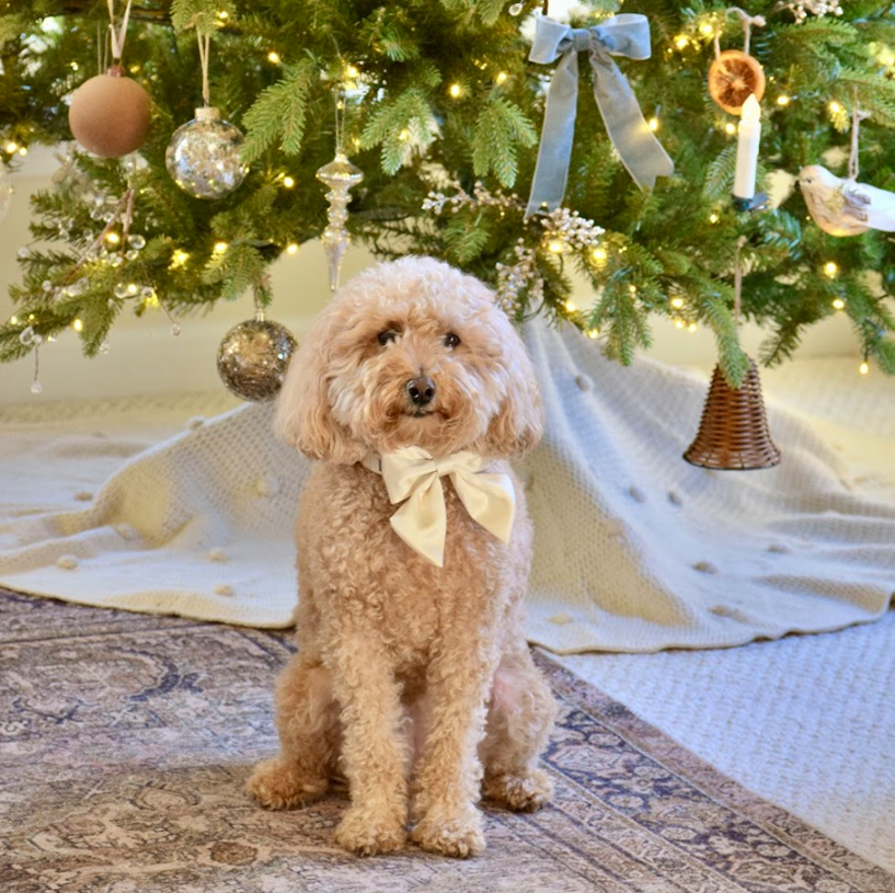 Doodle dog with a bow sitting under a lit tree, King of Christmas customer photo by @onassisandclaire